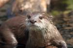 otter1 otter1
