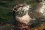 otter2 otter2