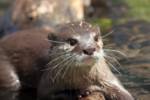 otter3 otter3