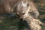 otter4 otter4