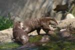 otter-bitey-feets otter-bitey-feets