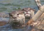 otters otters