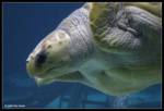 loggerhead loggerhead