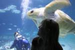 loggerhead-me loggerhead-me