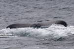 flukes flukes