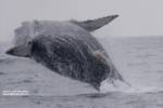 humpbackbreach humpbackbreach