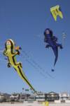 gecko-kites gecko-kites