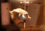 A wee hologram man sits inside and barks A wee hologram man sits inside and barks