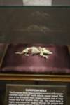 Why yes, that is a mole skeleton on a velvet pillow. Why yes, that is a mole skeleton on a velvet pillow.