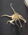 octopus1 octopus1