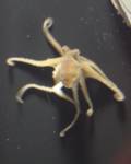 octopus2 octopus2