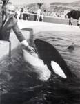 Original Orky with Clyde the common dolphin Original Orky with Clyde the common dolphin