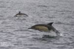 Two common dolphins Two common dolphins