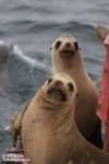 Two California sea lions hanging out on a buoy Two California sea lions hanging out on a buoy