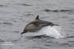 Common dolphin Common dolphin