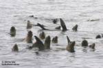 Sealions thermo regulating Sealions thermo regulating