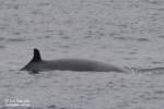 Minke whale dorsal fin Minke whale dorsal fin