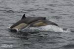 A mother and calf A mother and calf