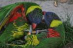 lorikeet-footattack lorikeet-footattack