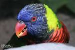 lorikeet-profile lorikeet-profile