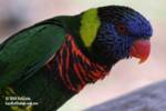 lorikeet-side lorikeet-side