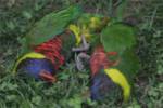 lorikeet-wrestling lorikeet-wrestling