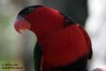 piper - black capped lory piper - black capped lory