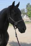 Oh, the joys of shooting a black horse in the shade with background sun. =P Oh, the joys of shooting a black horse in the shade with background sun. =P