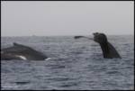 2humpbacks-flukes 2humpbacks-flukes