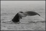 flukes flukes