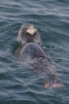 harbor-seal-tagged harbor-seal-tagged