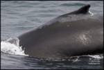 humpback-dorsal-close humpback-dorsal-close