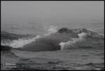 humpback-surfacing humpback-surfacing