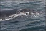 humpback-surfacing2 humpback-surfacing2