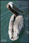 pelican pelican