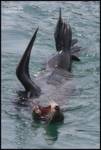 sealion-aria sealion-aria