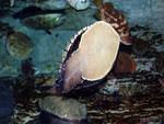 Abalone foot Abalone foot