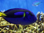 Royal blue tang Royal blue tang