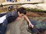 Brett contemplating algae Brett contemplating algae