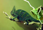 Veiled chameleon Veiled chameleon