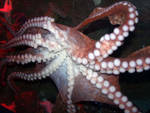 Giant Pacific Octopus Giant Pacific Octopus