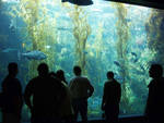 Kelp forest tank, with live kelp =) Kelp forest tank, with live kelp =)