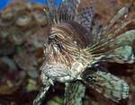 The lion fish again The lion fish again