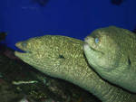 Two California morays Two California morays