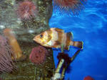 A rockfish A rockfish