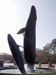 Grey whale statues out front Grey whale statues out front
