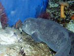 Wolf eels are groovy Wolf eels are groovy