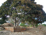 Trees to be planted for the resort Trees to be planted for the resort