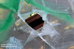 Shattered glass (this was prior to plexiglass) Shattered glass (this was prior to plexiglass)