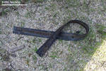 A black ribbon for Marineland. (Really part of the underwater window sealant) A black ribbon for Marineland. (Really part of the underwater window sealant)